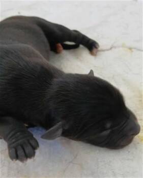 Rescue Labrador Retriever and Mixed Breed Dogs for Adoption in Houston, Texas - A643005 | PetCurious