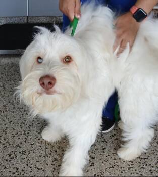 Bently -  Australian Shepherd and Poodle Dog for Adoption in Thompson Falls, Montana - Bently | PetCurious