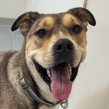 Rescue Mixed Breed Dogs for Adoption in Yankton, South Dakota - Chaske | PetCurious