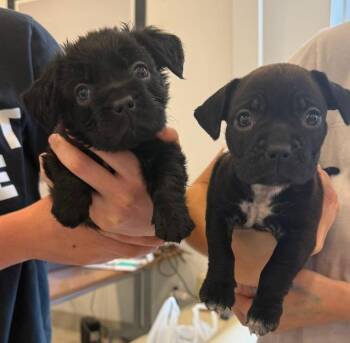 Lemon -  Pit Bull Terrier and Dachshund Dog for Adoption in Phoenix, Arizona - Lemon | PetCurious