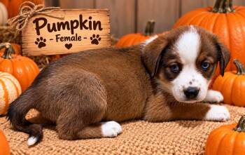 Pumpkin Patch Pups : Pumpkin -  Australian Shepherd Dog for Adoption in Aurora, Indiana - Pumpkin Patch Pups : Pumpkin | PetCurious