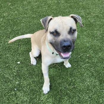 American Staffordshire Terrier and Mixed Breed Dogs Available for Adoption - Sultan | PetCurious