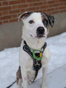 Mixed Breed Dogs Available for Adoption - Hank | PetCurious