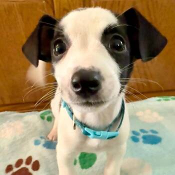 Jackson Olson D11349 -  Terrier and Chihuahua Dog for Adoption - Jackson Olson D11349 | PetCurious
