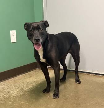 Veronica -  Pit Bull Terrier Dog for Adoption in Seneca, Pennsylvania - Veronica | PetCurious