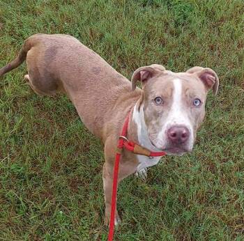 Rescue American Staffordshire Terrier Dogs for Adoption in Fort Lauderdale, Florida - CHRISTIANA | PetCurious