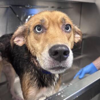 Aspen -  Shepherd and Husky Dog for Adoption in Mount Vernon, Indiana - Aspen | PetCurious