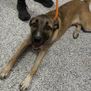 Anatolian Shepherd and German Shepherd Dog Dogs Available for Adoption in Birmingham, Alabama - Jax | PetCurious