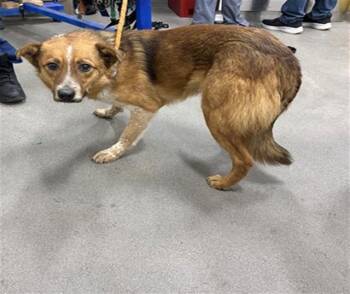 Australian Cattle Dog Blue Heeler and Mixed Breed Dogs Available for Adoption - UNO | PetCurious