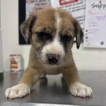 jet -  Catahoula Leopard Dog and Shepherd Dog for Adoption in Parrish, Alabama - Jet | PetCurious