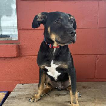 Black Labrador Retriever and Boxer Dogs Available for Adoption in Pensacola, Florida - Chevy | PetCurious