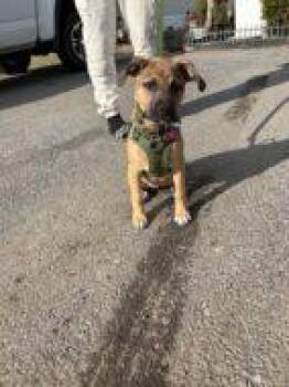 Mixed Breed Dogs Available for Adoption in West Chester, Pennsylvania - Naomi FKA Holly | PetCurious