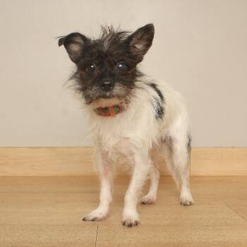 SpikeLee D71714 -  Chihuahua and Jack Russell Terrier Dog for Adoption in Minnetonka, Minnesota - SpikeLee D71714 | PetCurious
