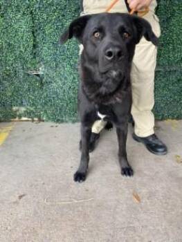 Labrador Retriever and Mixed Breed Dogs Available for Adoption - Winter | PetCurious