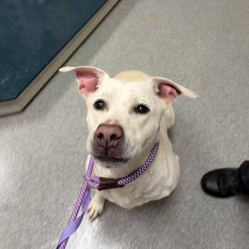 Pit Bull Terrier Dogs Available for Adoption in Batavia, Ohio - Meadow | PetCurious
