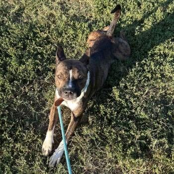 McJagger -  Cattle Dog Dog for Adoption in Springfield, Missouri - McJagger | PetCurious