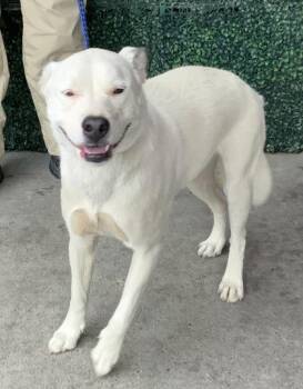 Mixed Breed Dogs Available for Adoption in El Paso, Texas - 60898350 | PetCurious