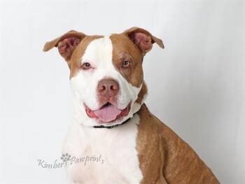 CHIEF -  Boxer Dog for Adoption in Omaha, Nebraska - CHIEF | PetCurious