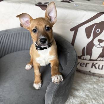 Chihuahua Dogs Available for Adoption in Park Forest, Illinois - Winnie | PetCurious