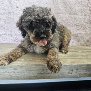 Alice -  Miniature Poodle Dog for Adoption in Normal, Illinois - Alice | PetCurious