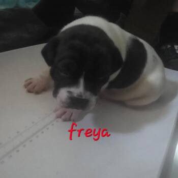 Freya -  Pit Bull Terrier and American Bulldog Dog for Adoption in Oceanside, New York - Freya | PetCurious