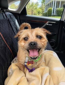 Taxi - Local New England -  Border Terrier and Pug Dog for Adoption in Princeton, Massachusetts - Taxi - Local New England | PetCurious