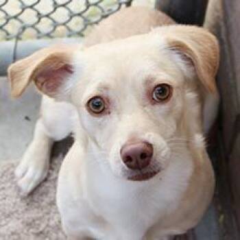 Annie (bonded with Henry) -  Corgi and Chihuahua Dog for Adoption in Phoenix, Arizona - Annie (bonded With Henry) | PetCurious