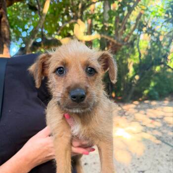 haley -  Goldendoodle Dog for Adoption in Miami, Florida - Haley | PetCurious