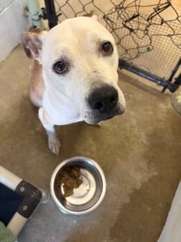 Ballerina -  Pit Bull Terrier Dog for Adoption in Morgantown, Kentucky - Ballerina | PetCurious