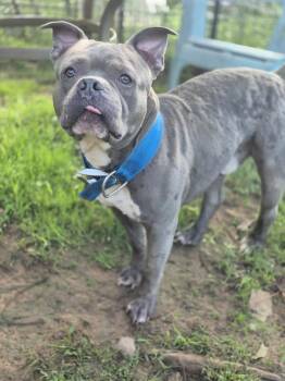 Rescue Pit Bull Terrier and American Bulldog Dogs for Adoption in Dover, Arkansas - Hank | PetCurious