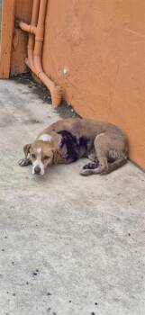 Hound Dogs Available for Adoption in San Antonio, Texas - GRAHAM | PetCurious