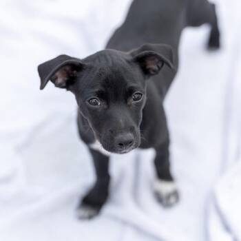 Petunia - Adopted! -  Spaniel and Chihuahua Dog for Adoption in San Diego, California - Petunia - Adopted! | PetCurious
