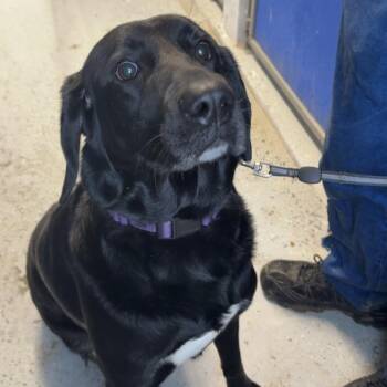 Black Labrador Retriever Dogs Available for Adoption in Blair, Wisconsin - Winnie | PetCurious