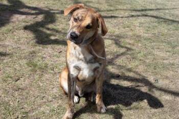Mixed Breed Dogs Available for Adoption in Kansas City, Missouri - Jacob | PetCurious