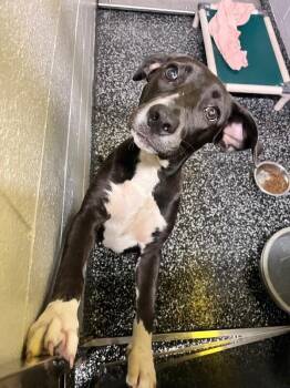 Moonie -  Mixed Breed Dog for Adoption in Jackson, Tennessee - Moonie | PetCurious