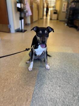 Lady Boom Boom Barkington -  Staffordshire Bull Terrier and Shepherd Dog for Adoption in Kalamazoo, Michigan - Lady Boom Boom Barkington | PetCurious
