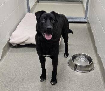 MIZUNO -  Dutch Shepherd and Mixed Breed Dog for Adoption in Omaha, Nebraska - MIZUNO | PetCurious