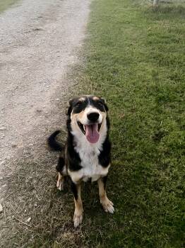 Rescue Border Collie and German Shepherd Dog Dogs for Adoption in Johnson City, Texas - Bill | PetCurious