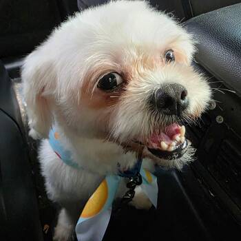 Rescue Havanese and Maltese Dogs for Adoption in New York, New York - Charlie | PetCurious