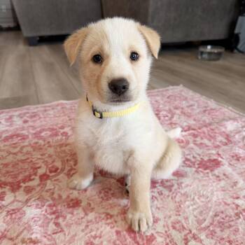 Shepherd and Husky Dogs Available for Adoption - Nymeria | PetCurious