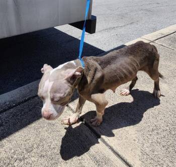 ANGIE -  American Staffordshire Terrier Dog for Adoption in San Antonio, Texas - ANGIE | PetCurious
