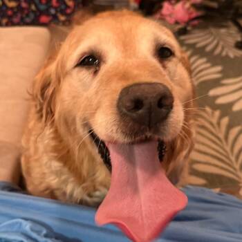 Marigold -  Golden Retriever Dog for Adoption in Sinking Spring, Pennsylvania - Marigold | PetCurious