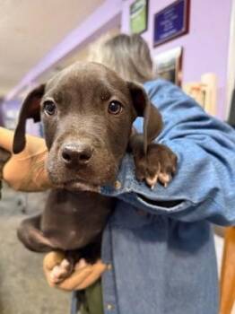 Athena FKA Velma -  Mixed Breed Dog for Adoption in West Chester, Pennsylvania - Athena FKA Velma | PetCurious