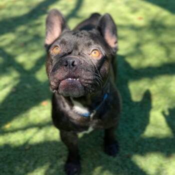 Lukas A2293984 -  French Bulldog Dog for Adoption in Los Angeles, California - Lukas A2293984 | PetCurious