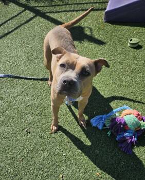 Misty -  Pit Bull Terrier Dog for Adoption in Cleveland, Ohio - Misty | PetCurious
