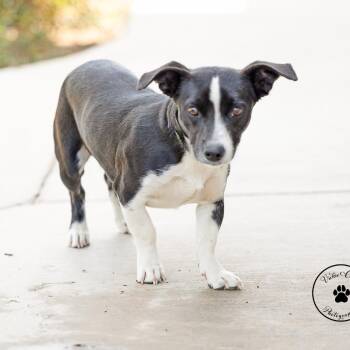 Cookie Dough -  Mixed Breed and Jack Russell Terrier Dog for Adoption in Portland, Oregon - Cookie Dough | PetCurious