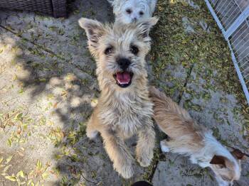 Rescue Morkie Dogs for Adoption in Manhattan Beach, California - Teddybear Morkie! | PetCurious