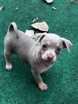 Rescue Chihuahua and Terrier Dogs for Adoption in College Station, Texas - Bingo (Perdita) | PetCurious