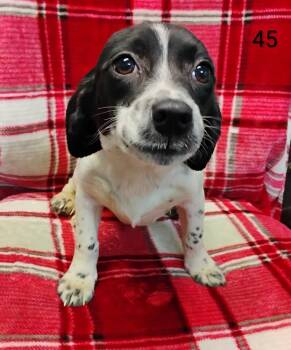 Hound Dogs Available for Adoption - Willow #45 | PetCurious
