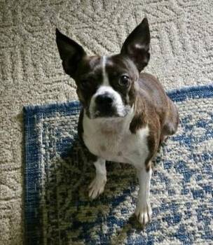 CUTE BOSTON GIRL -  Boston Terrier Dog Available for Adoption in Northwood, Ohio - CUTE BOSTON GIRL | PetCurious
